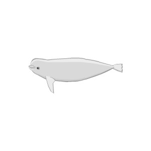 Arctic Beluga